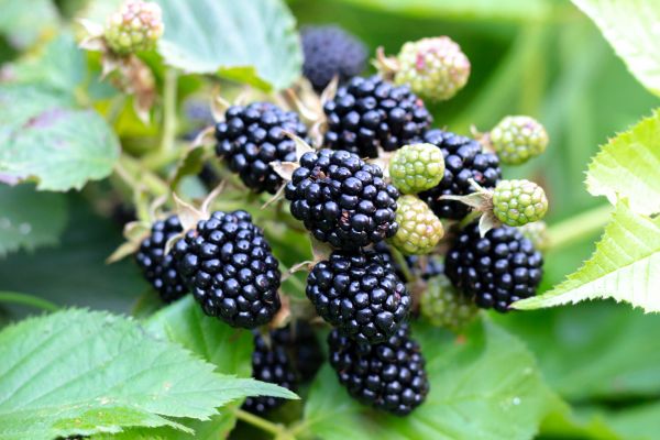 Blackberry Bush Removal in Oviedo