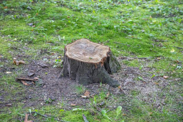 Bush Stump Removal in Oviedo