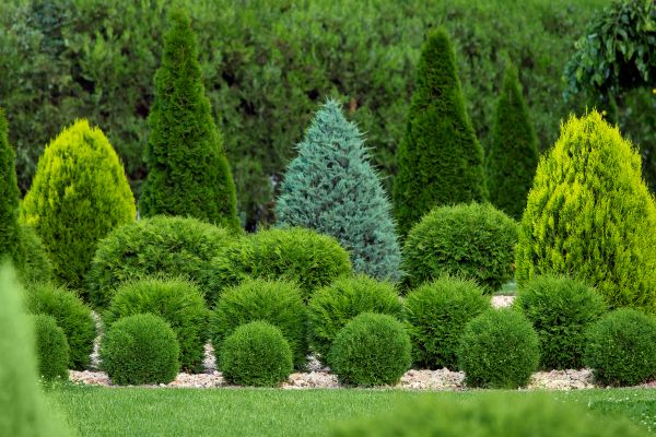 Bush Trimming Service in Oviedo