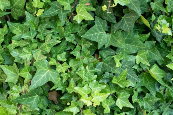 English Ivy Removal in Oviedo