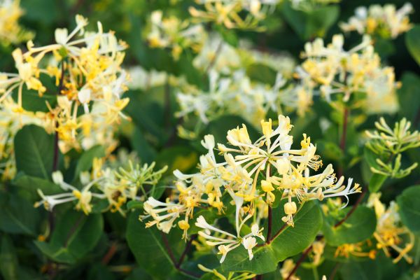 Honeysuckle Removal in Oviedo