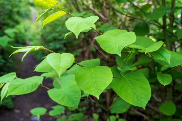 Invasive Plant Removal in Oviedo