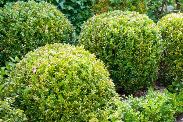 Landscape Trimming Service in Oviedo