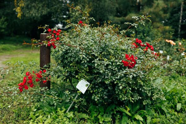Rose Bush Removal in Oviedo