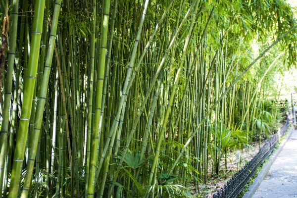 Bamboo Root Removal in Oviedo