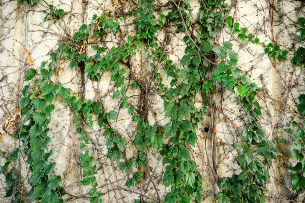 Vine Removal Service in Oviedo