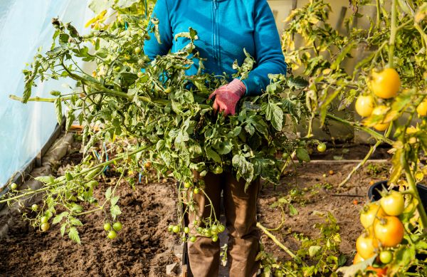 Garden Plant Removal in Oviedo