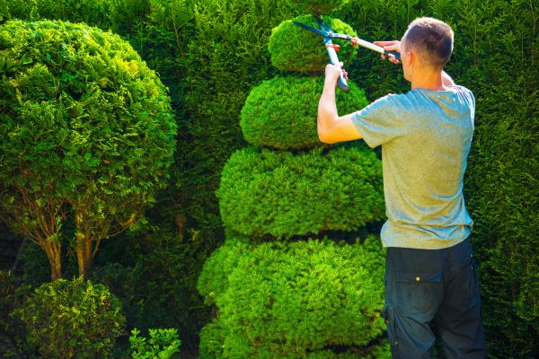 Topiary Shaping in Oviedo