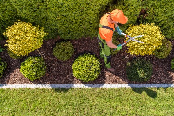 Topiary Trimming in Oviedo