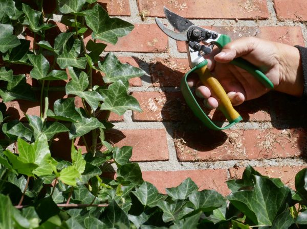 Ivy Removal Service in Oviedo
