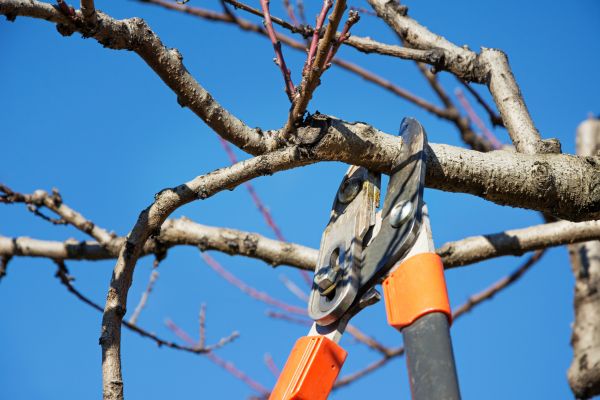 Selective Pruning in Oviedo