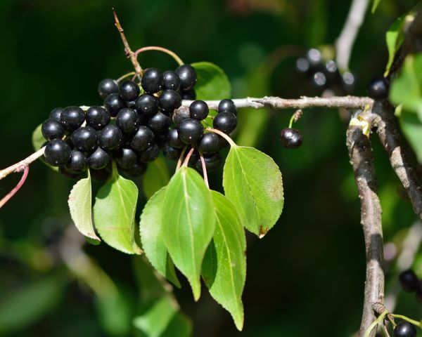 Buckthorn Removal in Oviedo