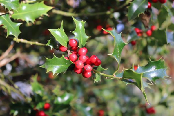 Holly Tree Trimming in Oviedo