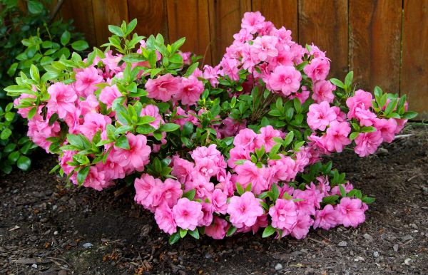 Azaleas Removal in Oviedo