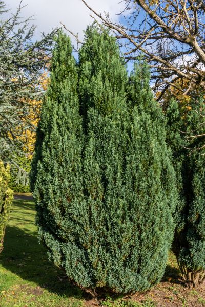 Juniper Trimming in Oviedo