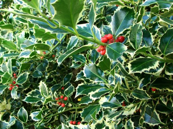 Holly Bushes Trimming in Oviedo
