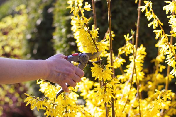 Forsythia Pruning in Oviedo