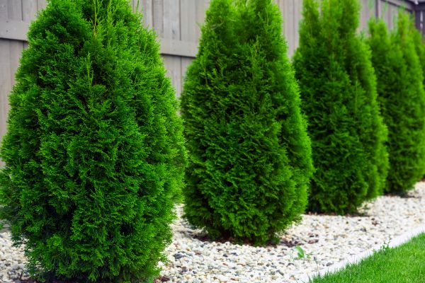 Arborvitae Removal in Oviedo