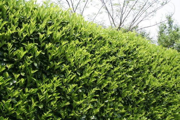 Laurel Shrub Removal in Oviedo