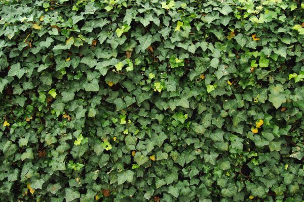 Ivy Pruning service in Oviedo
