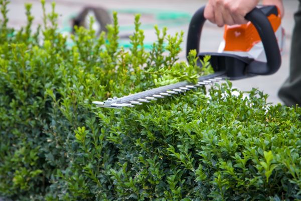 Evergreen Hedge Trimming in Oviedo