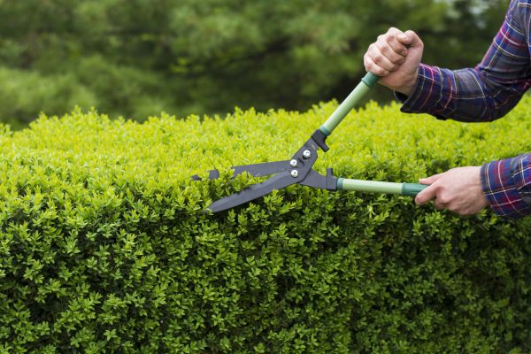 Evergreen Shrub Pruning in Oviedo