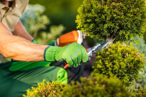 Landscape Pruning Service in Oviedo
