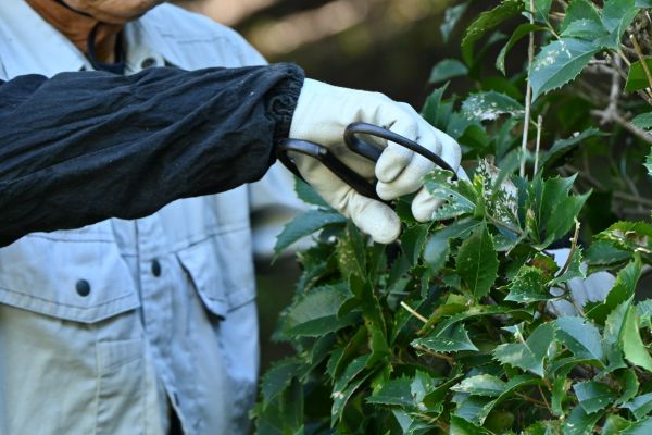 Holly Pruning in Oviedo