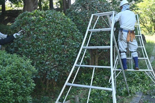 Holly Shaping in Oviedo