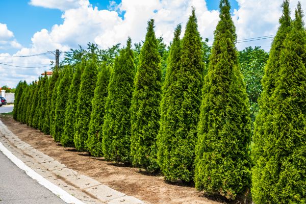 Arborvitae Shearing in Oviedo