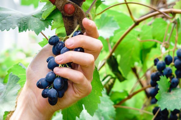 Vineyard Pruning in Oviedo