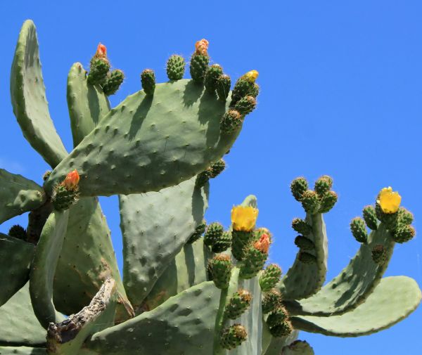 Cactus Removal in Oviedo