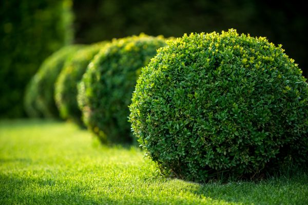 Boxwood Shaping in Oviedo