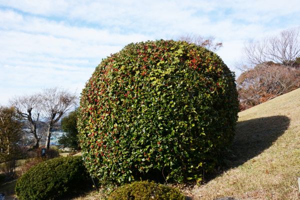 Holly Shrub Pruning in Oviedo