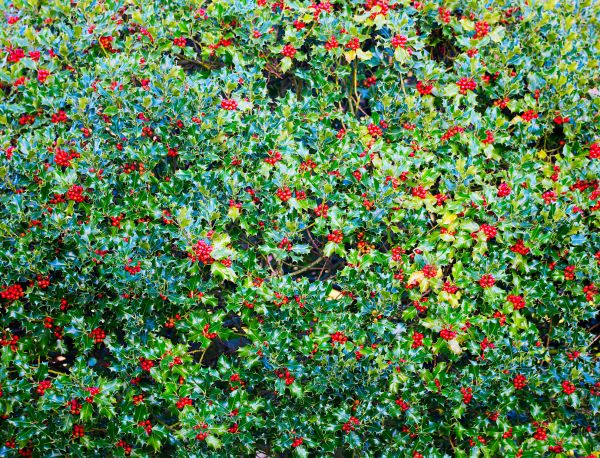 Holly Bush Removal in Oviedo