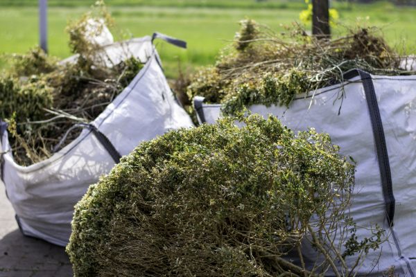 Dead Shrub Removal in Oviedo