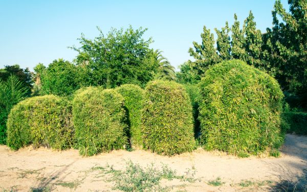 Bamboo Hedge Removal in Oviedo