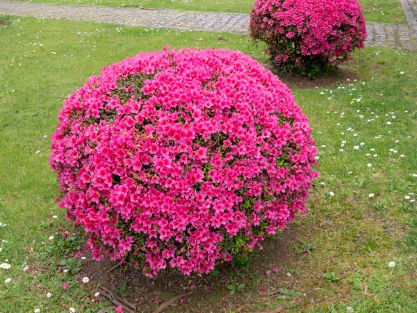 Rhododendron Pruning in Oviedo