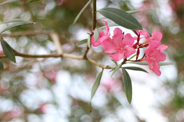 Oleander Removal in Oviedo