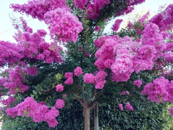 Crape Myrtle Pruning in Oviedo