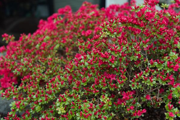 Weigela Removal Service in Oviedo