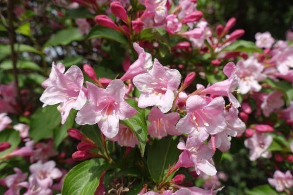 Weigela Pruning Service in Oviedo