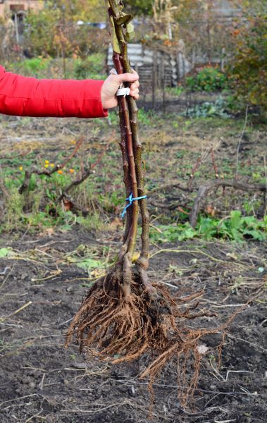 Shrub Root Removal in Oviedo
