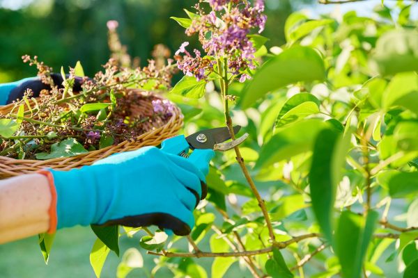 Lilac Trimming Service in Oviedo