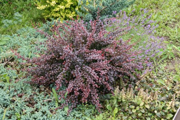 Japanese Barberry Removal in Oviedo