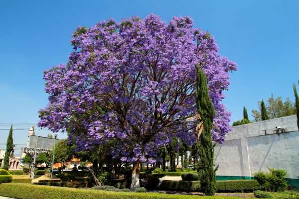 Jacaranda Pruning in Oviedo