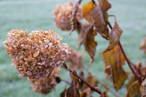 Hydrangea Removal in Oviedo
