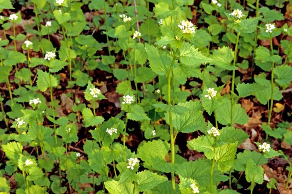 Garlic Mustard Removal in Oviedo