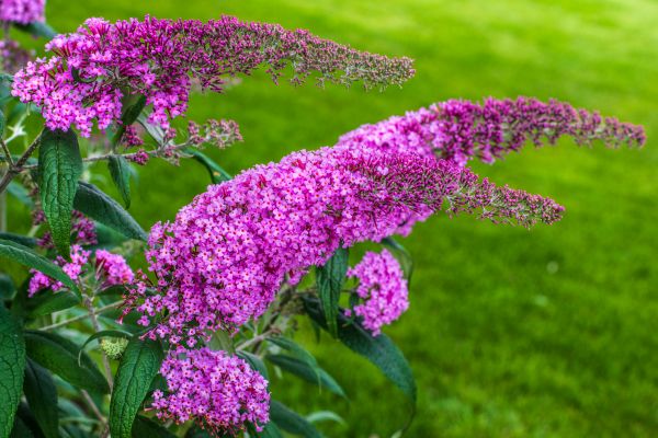 Butterfly Bush Removal in Oviedo