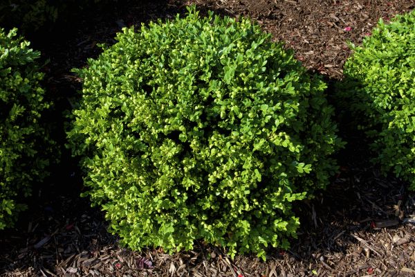 Boxwood Removal in Oviedo